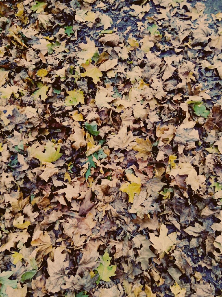 Autumn