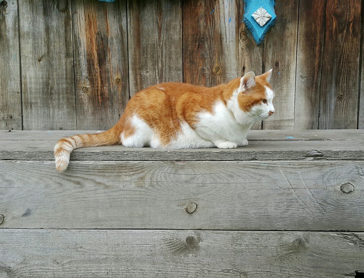 Кот на завалинке