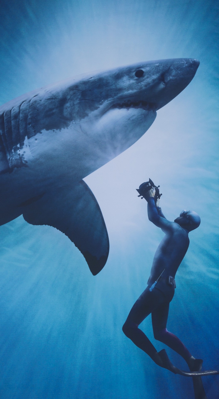 shark