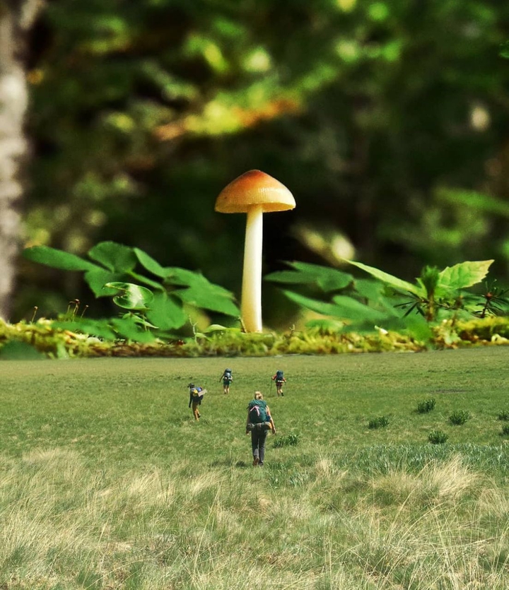 Moshroom #2
