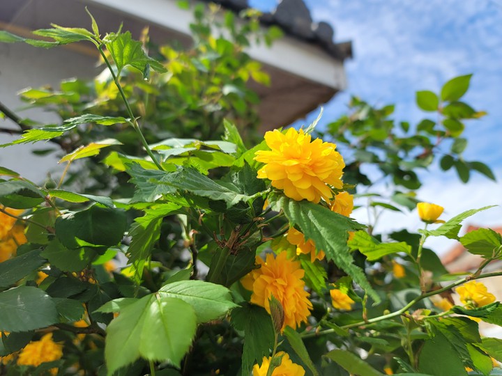 SPRING