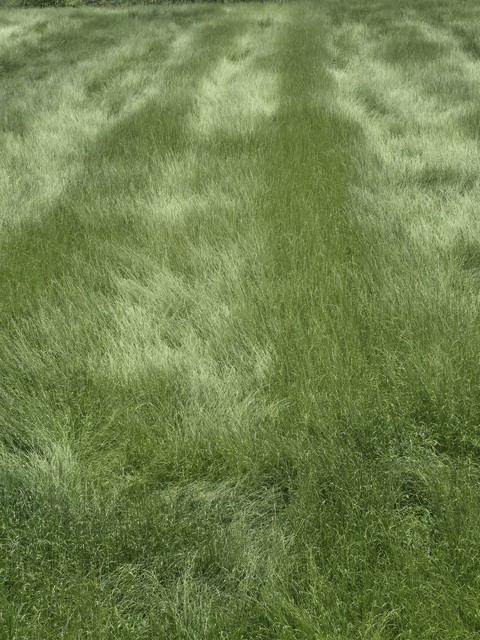 lawn, groundcover duvar kağıtları
