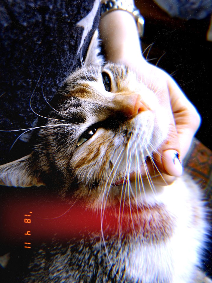 кот cat