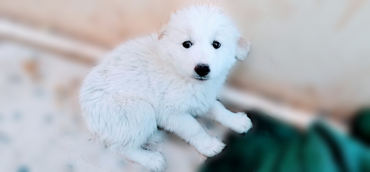 puppy...