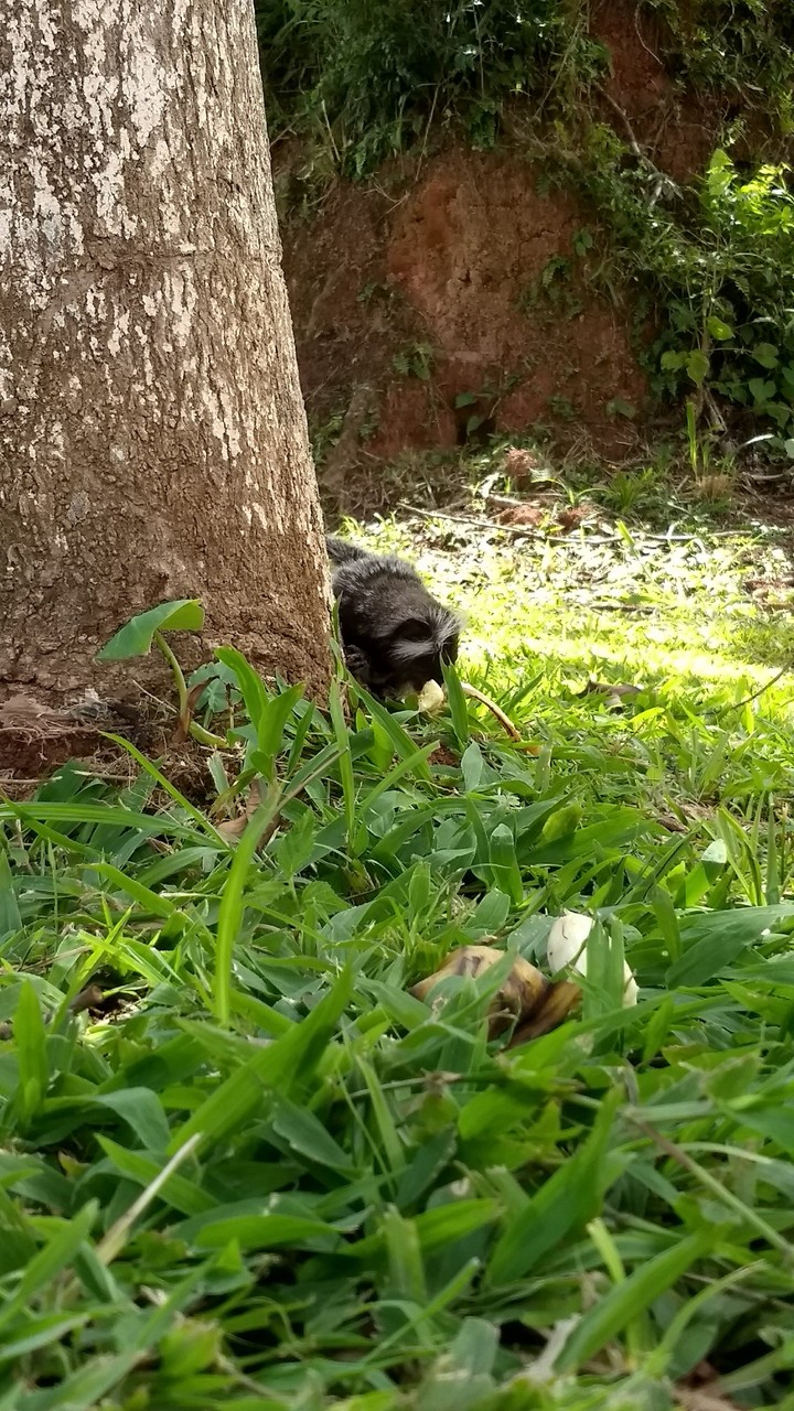 animal