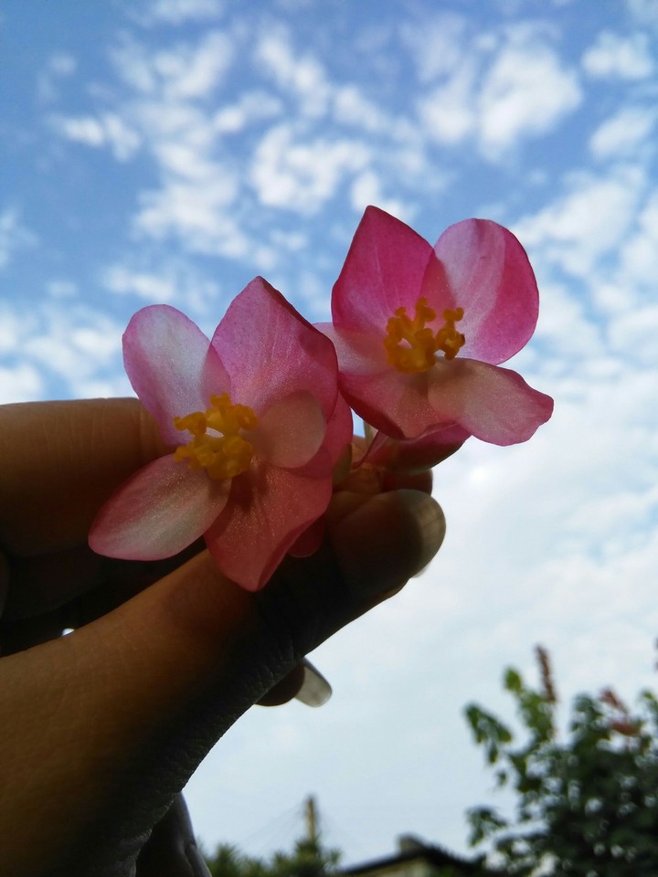 flower_pink