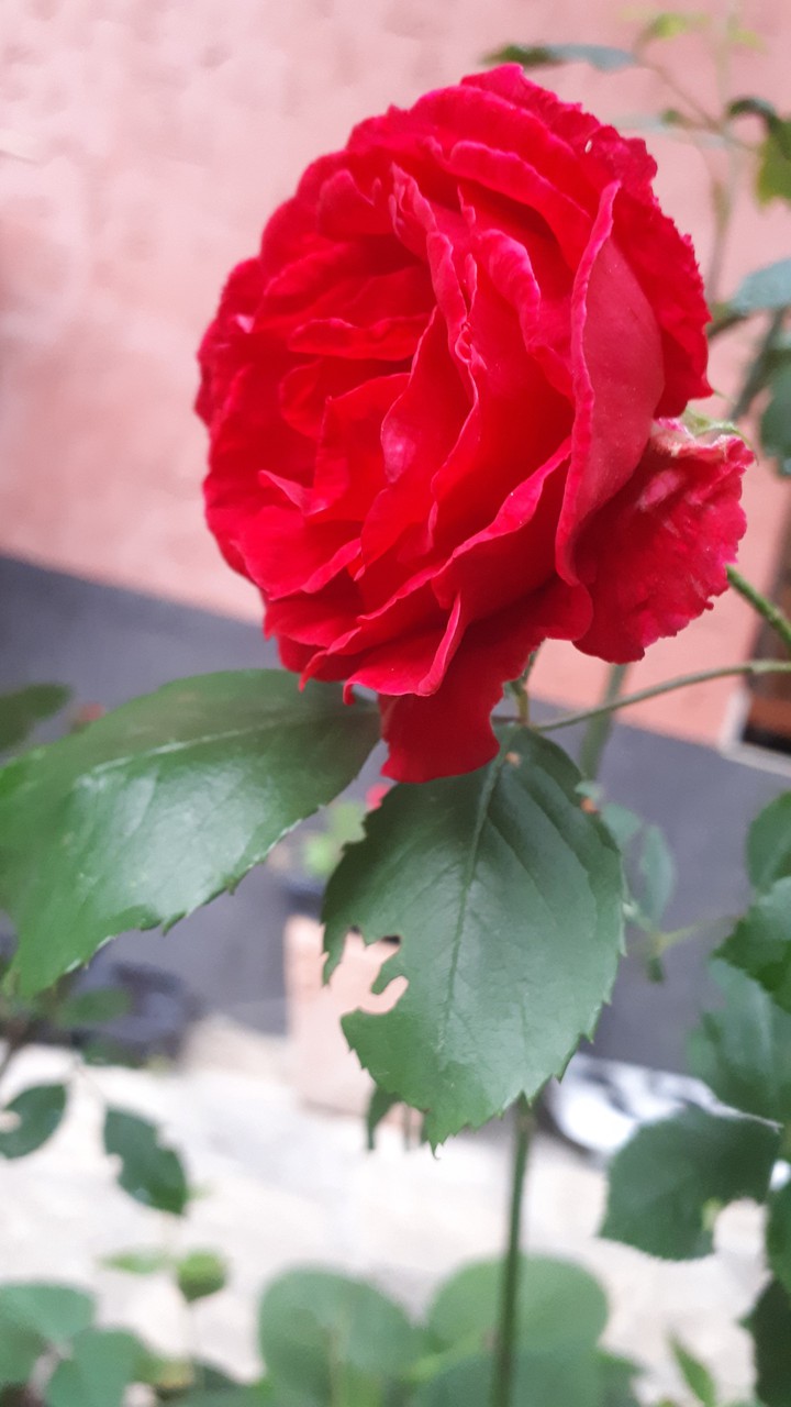 Red Rose