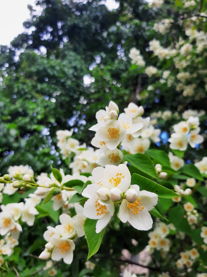 flovers
