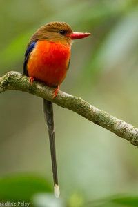 bird