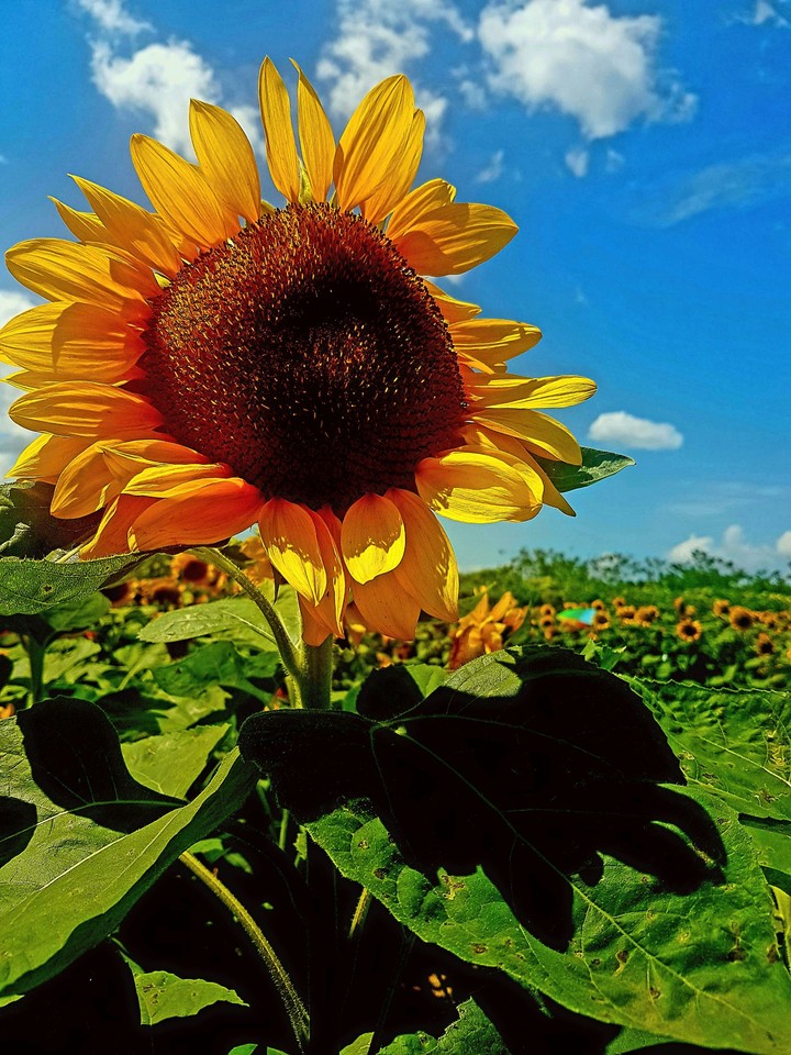 it's just a sunflower
