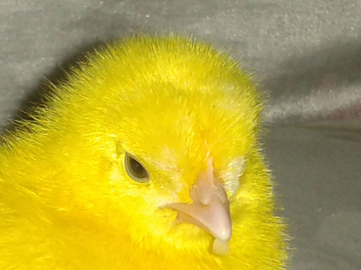 animal