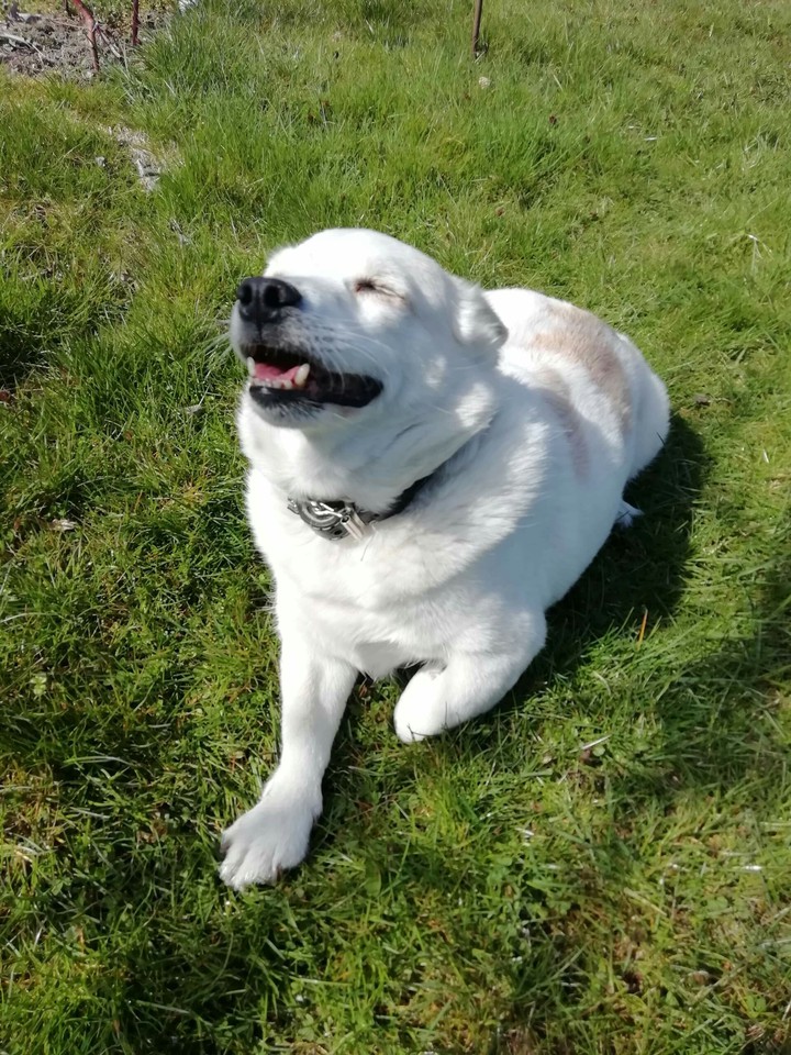 happy doggy