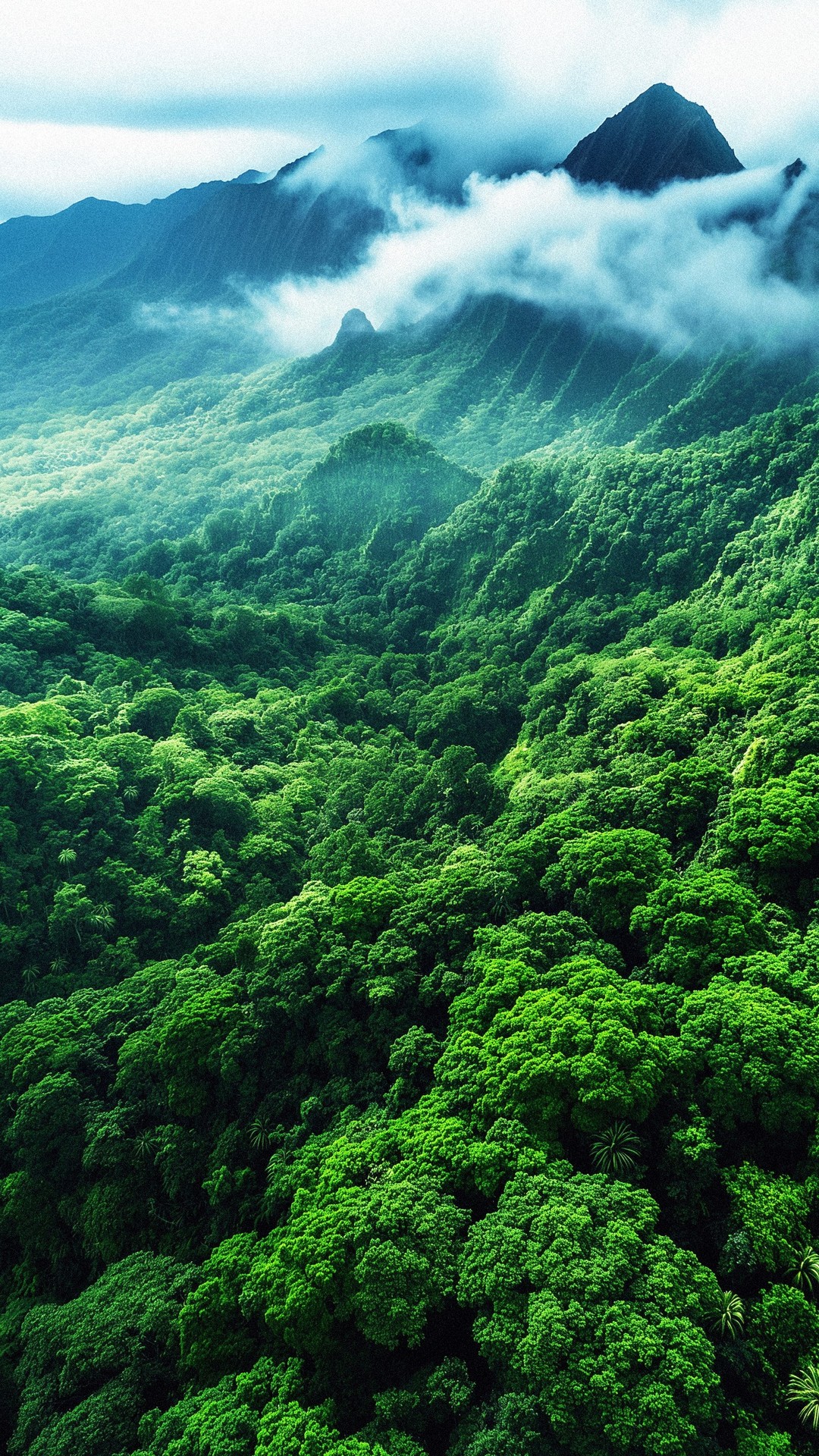 highland, forest duvar kağıtları