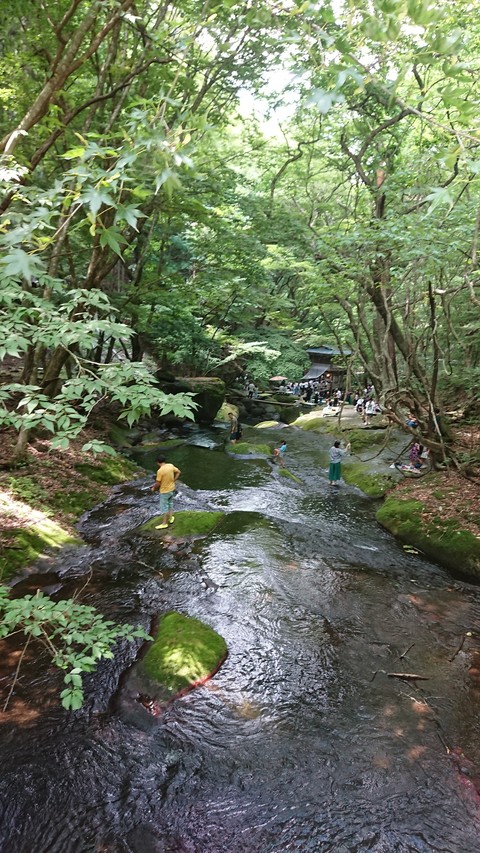 тапети tree, Water