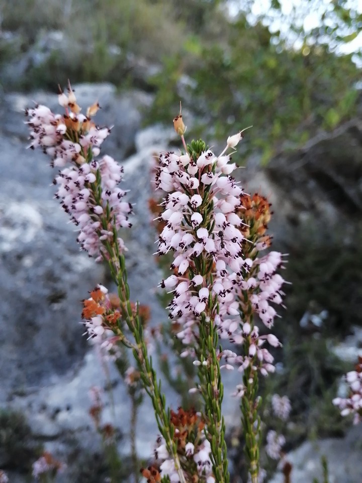 autumnal bloom