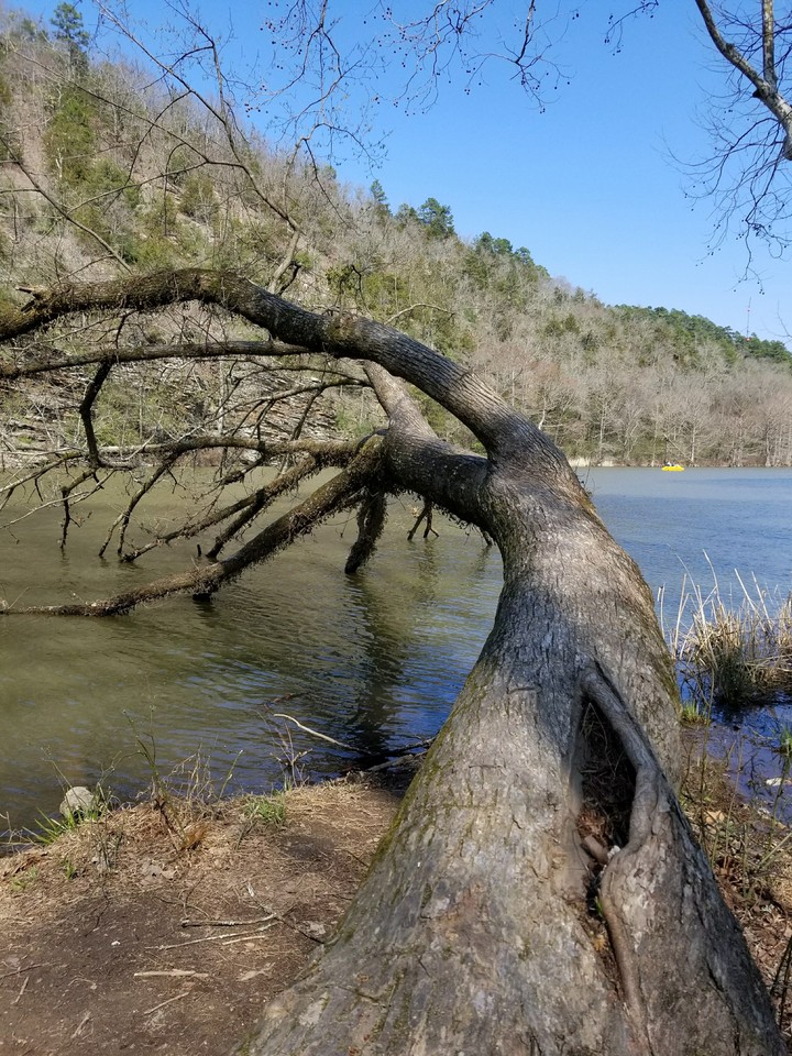 old tree