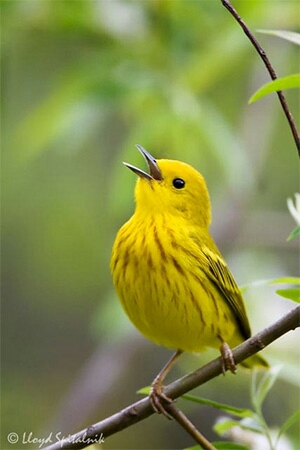 ♥