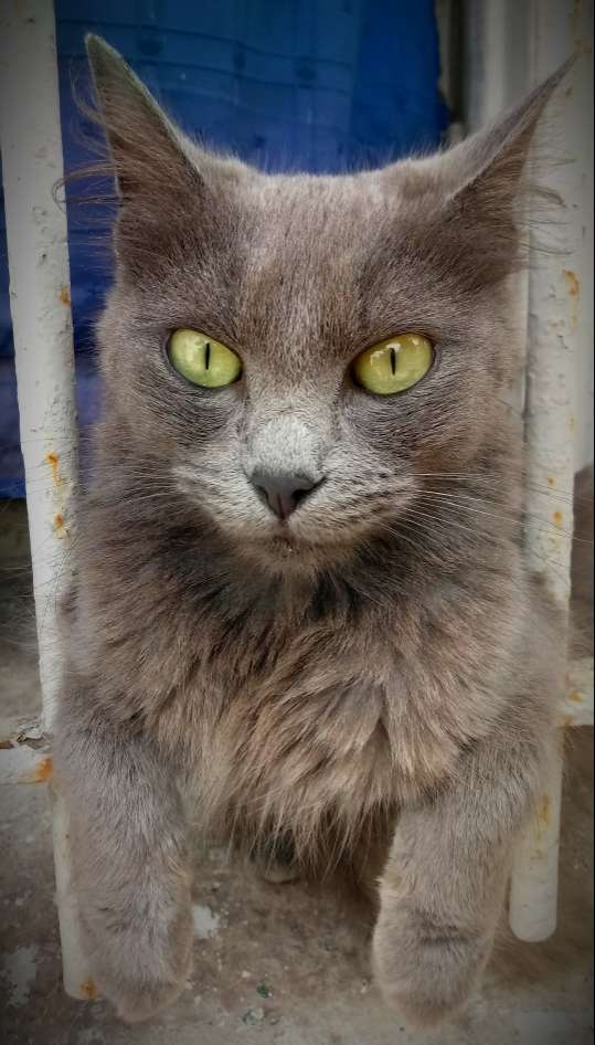 My cat
