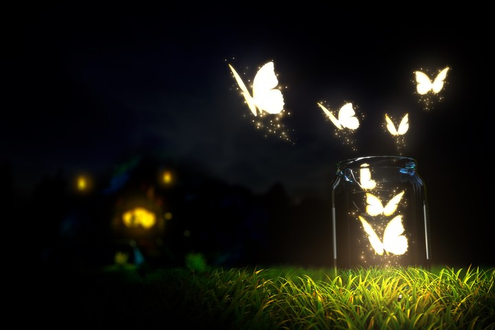 Butterfly in the dark