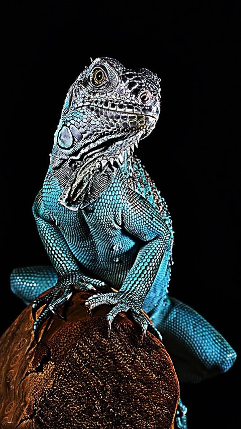 шпалери blue, reptile
