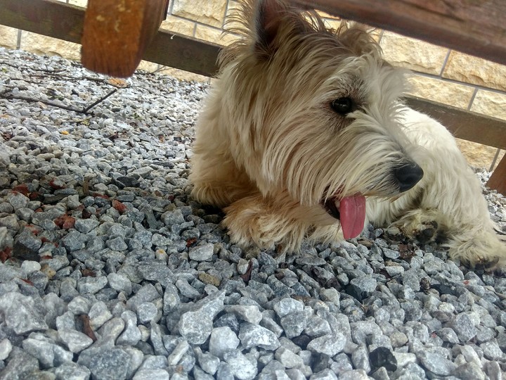 Bazzy - I love this dog, my sweetie.