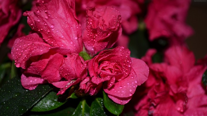 Drop Water