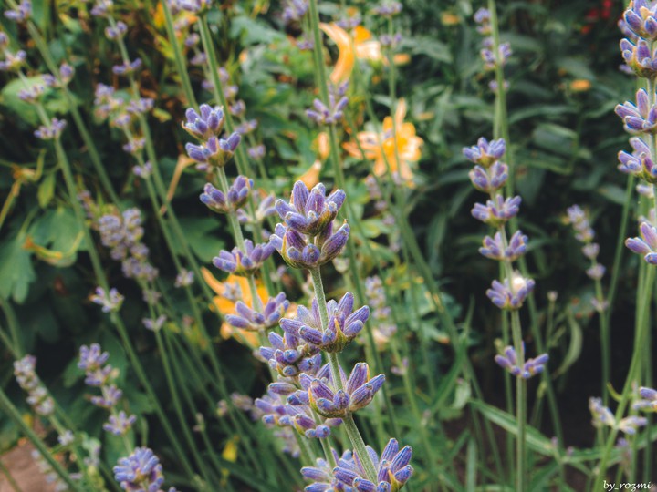 lavender