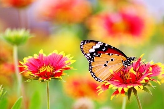 flowers