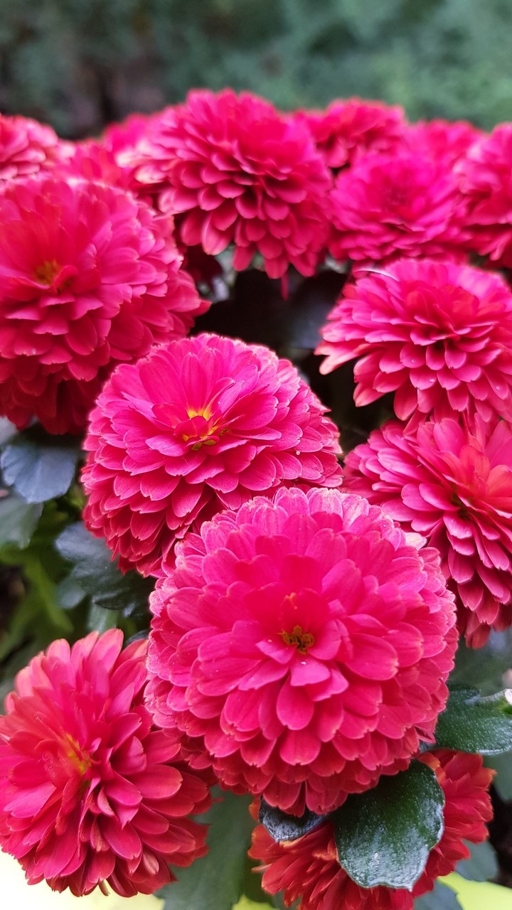 Chrysanthemen
