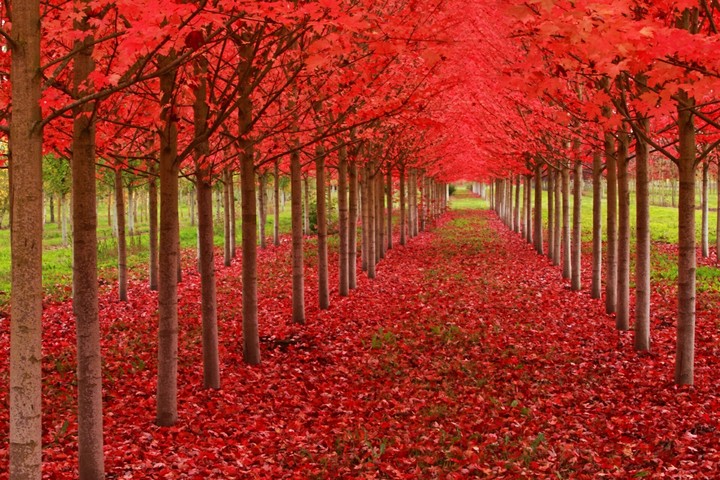 Paradise