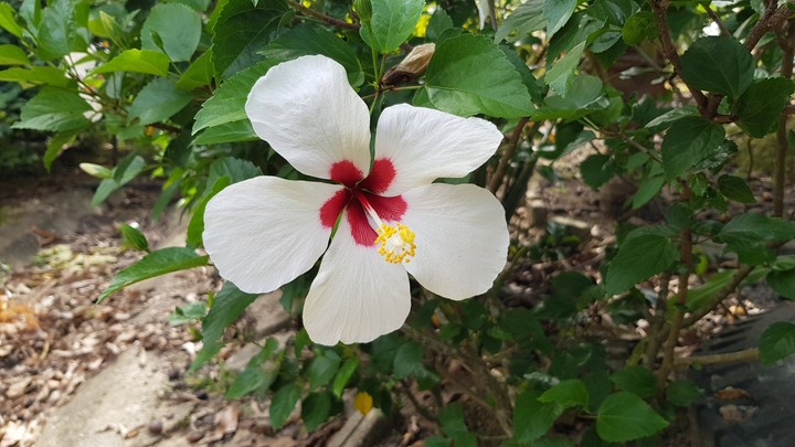 Hibiscus