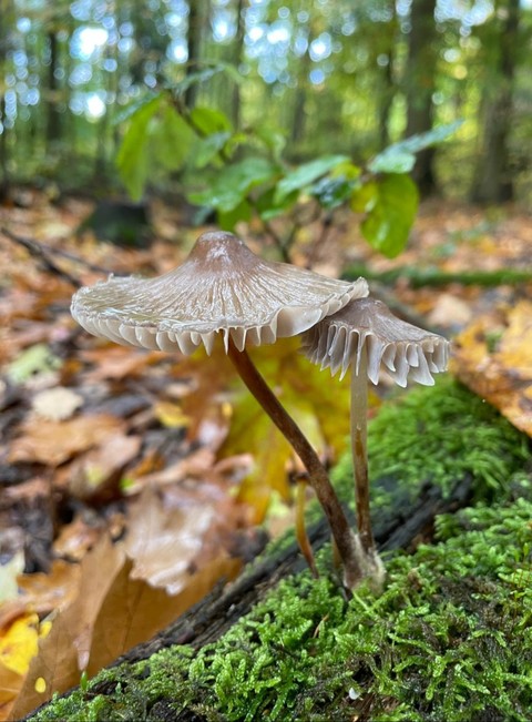 mushroom, agaricaceae achtergronden