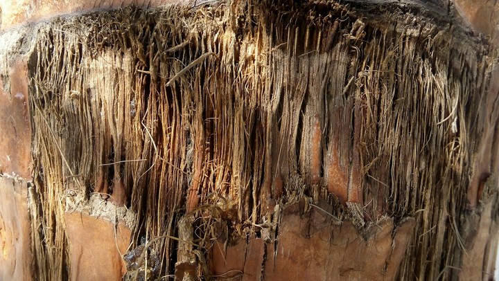 Palmae Bark