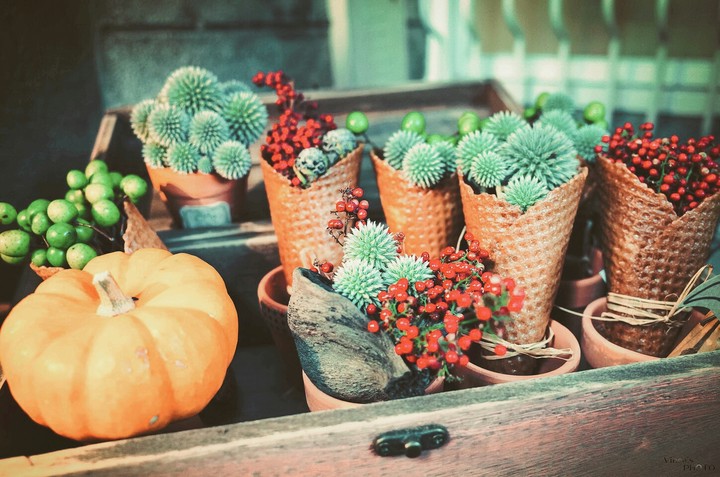 Cactus