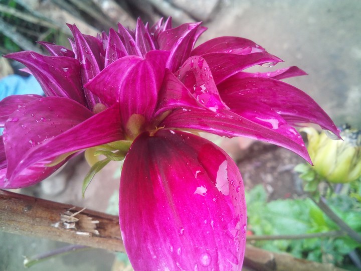 pink queen