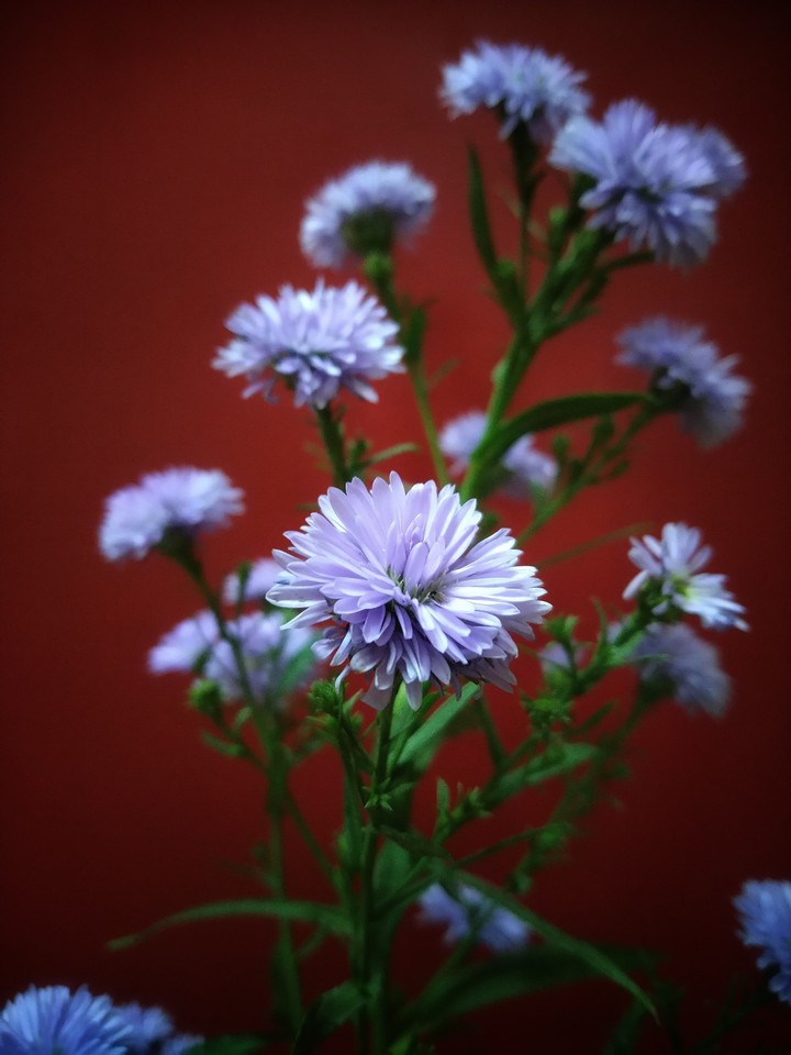 beautiful_flowers