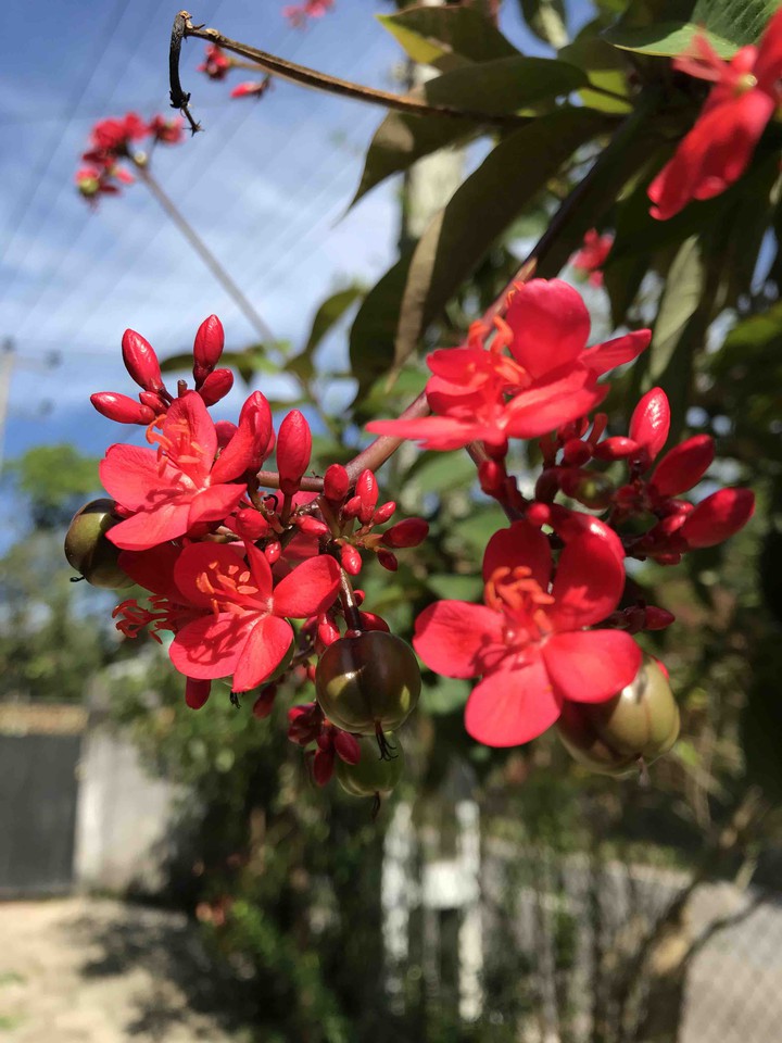 Red flower