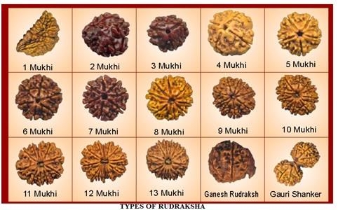 Rudraksha types