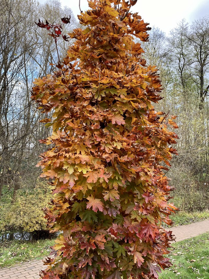 autumn