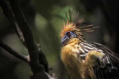 bird