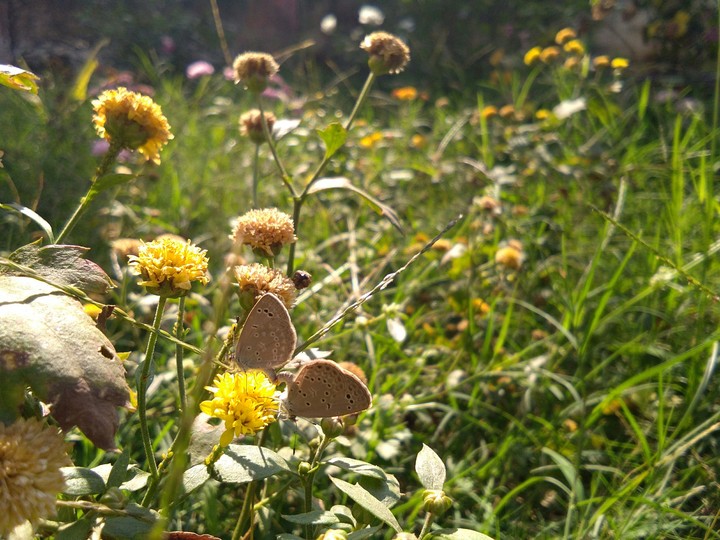 butterflies