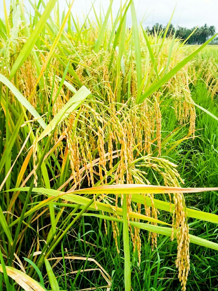 sawah aceh