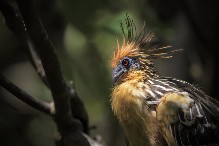 bird