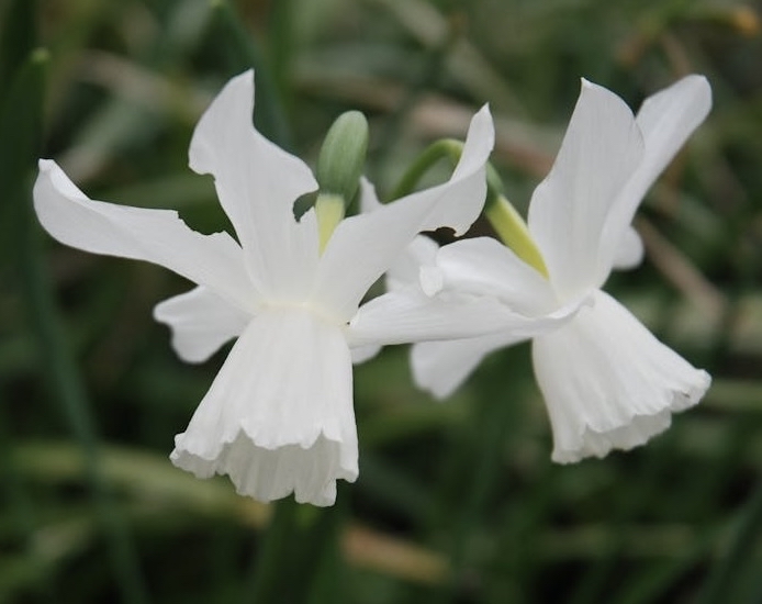 pedicel, plant Hintergrundbilder
