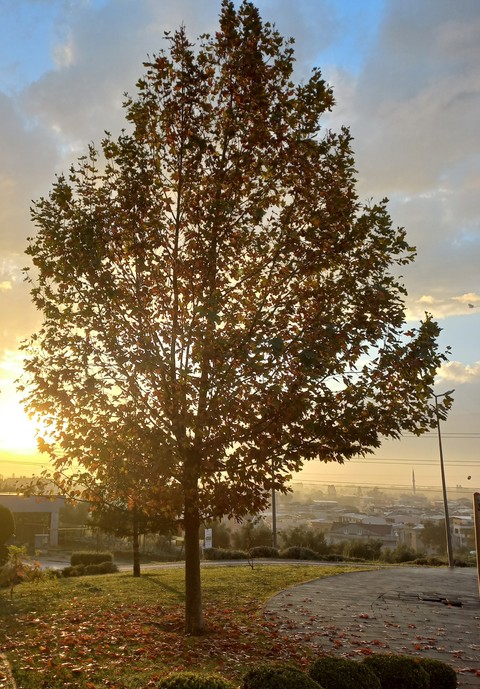 deciduous, autumn桌布