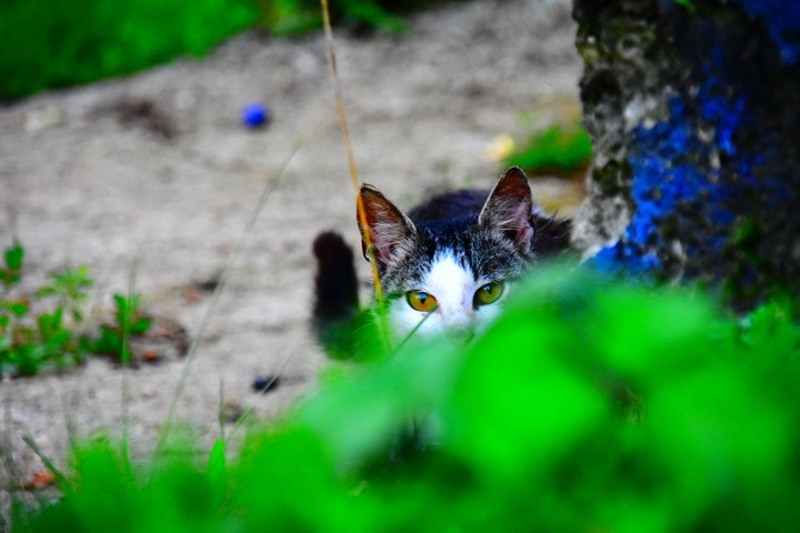 cat sneaking