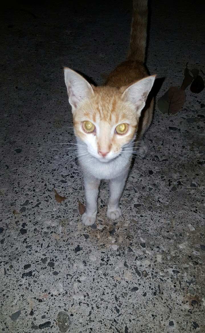 Jr