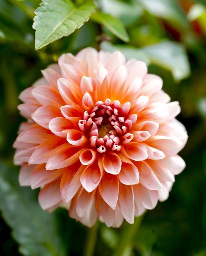 dhalia