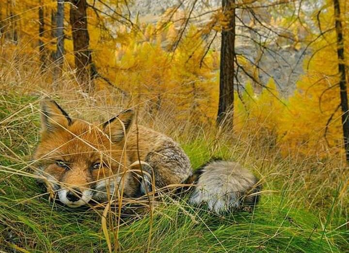 Fox