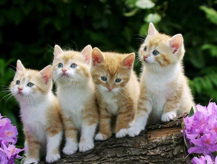 beautiful cat
